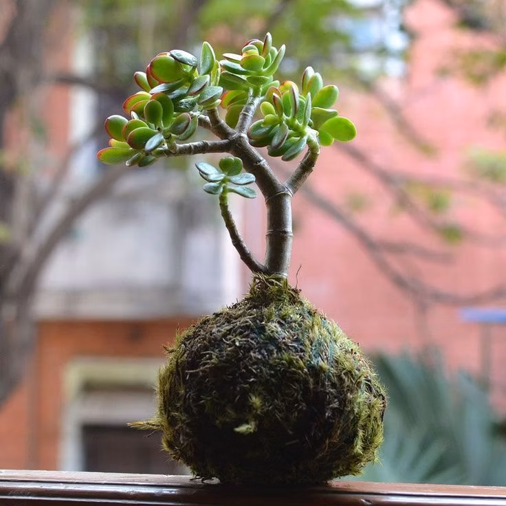 Japanese Moss Ball Workshop